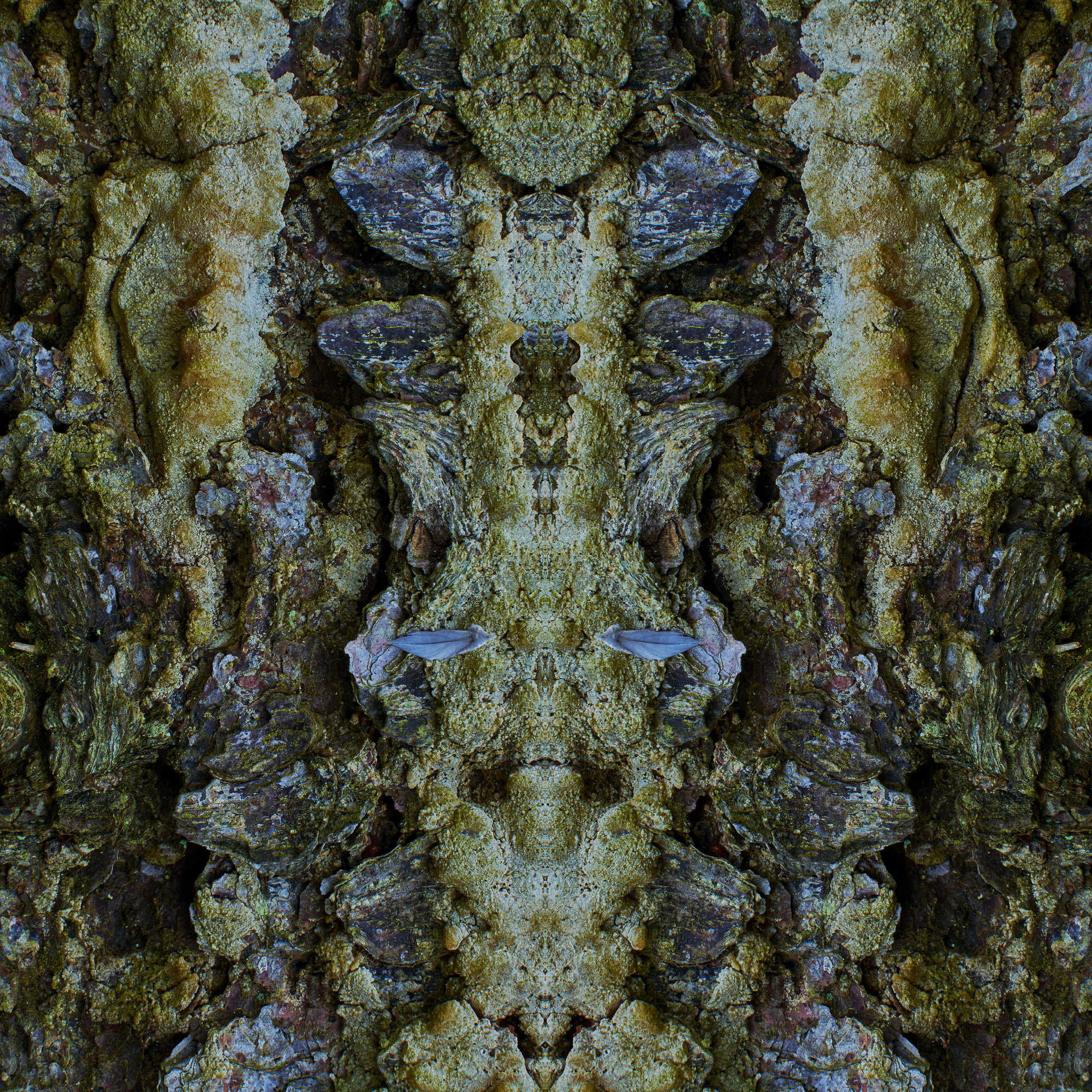 Fine Art Photography